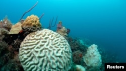 A bleaching event causes discoloring as it affects a boulder brain coral off the coast of St Thomas in the U.S. Virgin Islands, Nov. 20, 2019. 