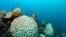 A bleaching event causes discoloring as it affects a boulder brain coral off the coast of St Thomas in the U.S. Virgin Islands, Nov. 20, 2019. 