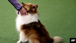 Ditto the Shetland Sheepdog looks at it's owner before competing in the Masters Agility preliminary rounds during the Westminster Kennel Club Dog Show on Saturday, Feb. 9, 2019, in New York. (AP Photo/Wong Maye-E)