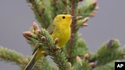 This photo provided by the U.S. Fish & Wildlife Service shows a Wilson's warbler bird in Alaska. The American Ornithological Society announced Nov. 1, 2023, that birds in North America will no longer be named after people.