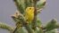 This photo provided by the U.S. Fish & Wildlife Service shows a Wilson's warbler bird in Alaska. The American Ornithological Society announced Nov. 1, 2023, that birds in North America will no longer be named after people.