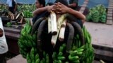 A worker carries bunches of bananas on his shoulder after being unloaded from a ship at a jetty in Rangoon, Burma.