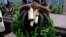 A worker carries bunches of bananas on his shoulder after being unloaded from a ship at a jetty in Rangoon, Burma.