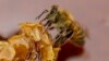 Una abeja se alimenta de miel de una colmena en una granja apícola de Colina, a las afueras de Santiago, Chile, el 17 de enero de 2021.