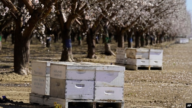 Beehives of Tauzer Apiaries, rented for crop pollination, sit in an orchard in Woodland, Calif., Tuesday, Feb. 15, 2022. (AP Photo/Rich Pedroncelli)