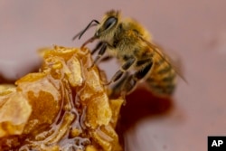 A bee feeds on honey from a honeycomb at a beekeeper's farm in Colina, Jan. 17, 2021. (AP Photo/Esteban Felix)