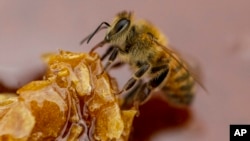 A bee feeds on honey from a honeycomb at a beekeeper's farm in Colina, Jan. 17, 2021. (AP Photo/Esteban Felix)