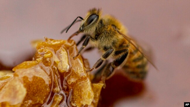 A bee feeds on honey from a honeycomb at a beekeeper's farm in Colina, Jan. 17, 2021. (AP Photo/Esteban Felix)