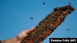 Beekeeper Marco Peralta holds a frame of one of his beehives in Colina, Chile. Jan. 30, 2022. (AP Photo/Esteban Felix)