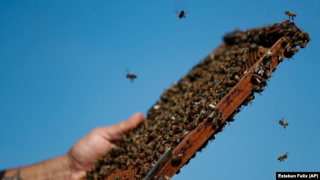 Beekeeper Marco Peralta holds a frame of one of his beehives in Colina, Chile. Jan. 30, 2022. (AP Photo/Esteban Felix)