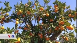 Rolê Karkerên Kurd di Mandalinan de li Îzmerê