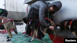 Nicolas Petit checks his dogs before the ceremonial start of the 47th Iditarod Trail Sled Dog Race in Anchorage, Alaska, March 2, 2019.