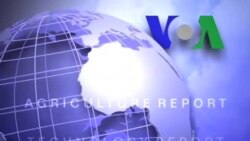 Anh ngữ đặc biệt: Chinese Students (VOA)