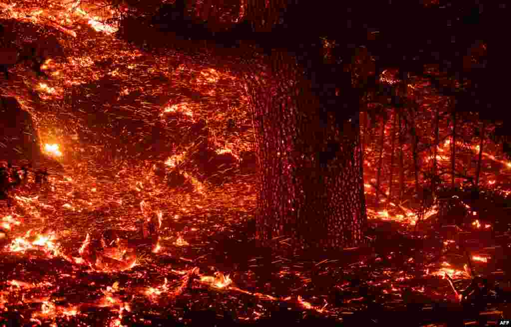 Embers blow in the wind as a tree trunk glows during the Kincade fire near Geyserville, California. The fire broke out in spite of rolling blackouts by utility companies in both northern and Southern California.