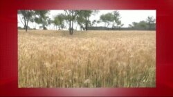 د ډیوه د روانو چارو خپرونه په ټي وي
