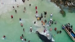 Giải cứu cá voi ở Brazil