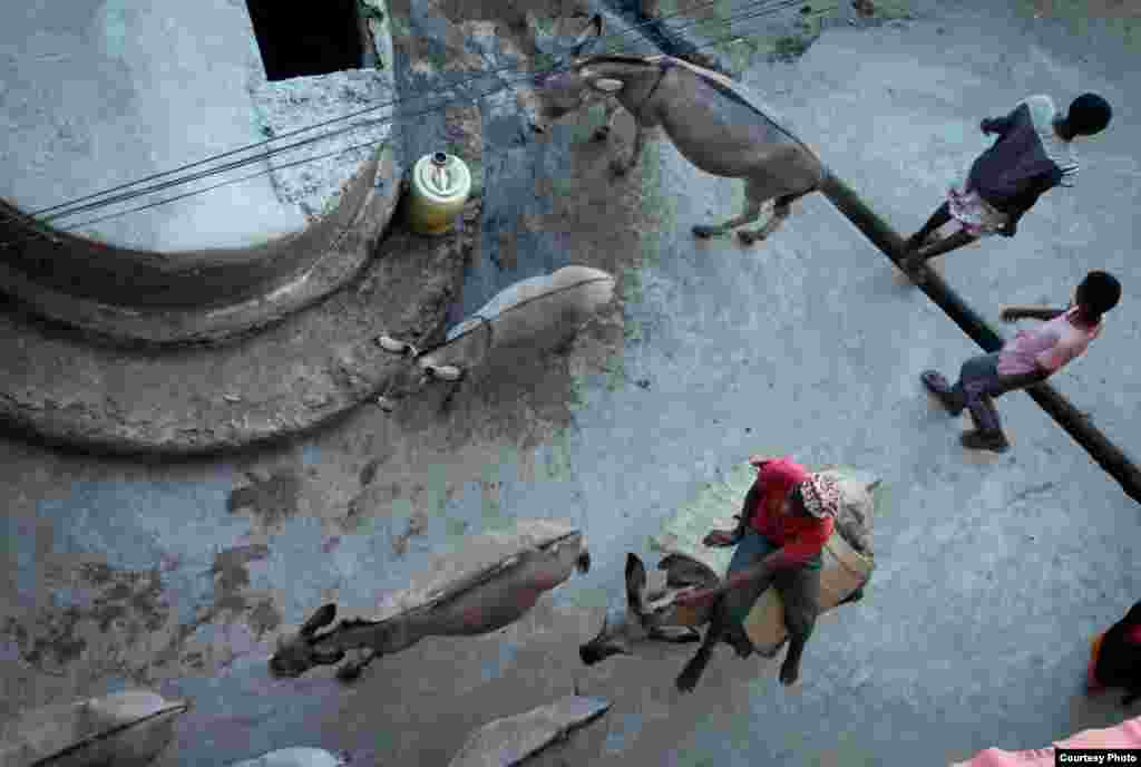 Life in Lamu is much the same as it has been hundreds of years, with donkeys, rather than motor vehicles, providing transport,. Nov. 26, 2014. (VOA / Hilary Heuler)