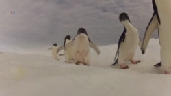 Penguins a Barometer for Ocean Health