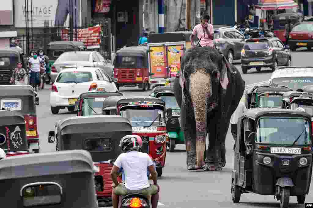 A mahout rides an elephant in the traffic down a street in Piliyandala, a suburb of Sri Lanka&#39;s capital Colombo.