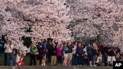 Cherry Blossom di Washington