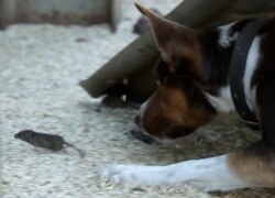 Hank, a working dog turned mouser, chases a mouse on a farm near Tottenham, Australia, on May 19, 2021.