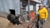 US Pork Farmers Panic as Virus Ruins Hopes for Great Year 