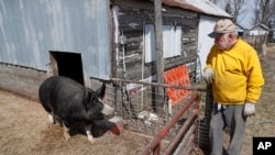 In this April 17, 2020, photo, Chris Petersen looks at a Berkshire hog in a pen on his farm near Clear Lake, Iowa. COVID-19, the disease caused by the coronavirus, has created problems for all meat producers, but pork farmers have been hit especially hard
