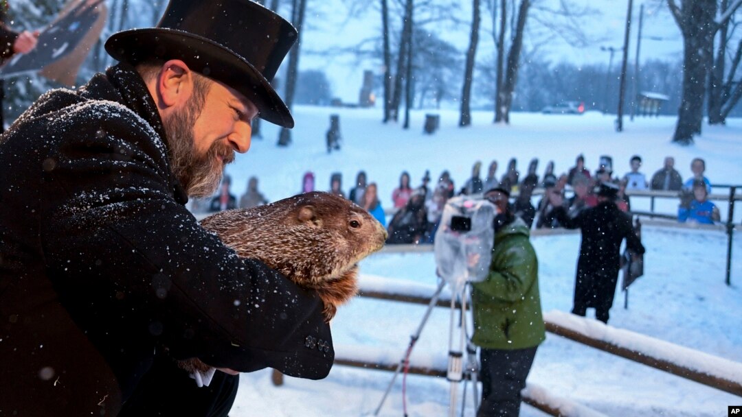 Marmot tanah Punxsutawney Phil begitu keluar dari liangnya pada Selasa (2/2) pagi di Punxsutawney, Pennsylvania. 