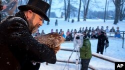 Marmot tanah Punxsutawney Phil begitu keluar dari liangnya pada Selasa (2/2) pagi di Punxsutawney, Pennsylvania. 