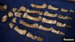 Fosil spesies baru manusia purba "Homo naledi", dipamerkan di Johannesburg, Afsel, Kamis (10/9).