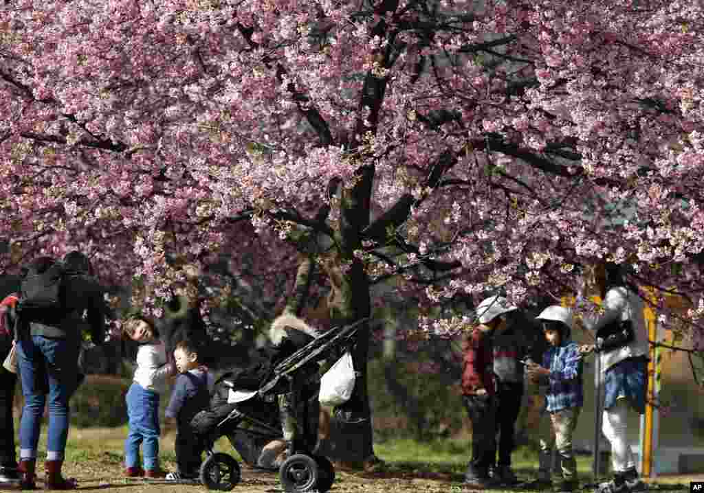 Children play under early cherry blossoms at a park in Tokyo, Japan.