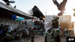 FILE - Hooded vultures are chased away by a dog as they look for scraps after a family slaughtered a cow at a funeral celebration in Bissau, Guinea-Bissau, Nov. 26, 2019.