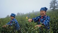 နယ်စပ်ကဝင်တဲ့ ဈေးနိမ့်လက်ဖက်တွေကြောင့် ပြည်တွင်းလက်ဖက်ဈေးကွက်ထိခိုက်