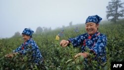 Radnici beru listove čaja na polju čaja u Ruichangu, u centralnoj kineskoj provinciji Jiangxi, 3. aprila 2024. (Fotografija AFP)