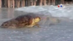 SHORT VIDEO: Ծովային կրիայի վերադարձը՝ հայրենիք