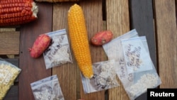 'Seed guardians' (not pictured) display corns and potatoes as well as seeds of tomatoes, little yellow pears and artichoke, as they meet to exchange forgotten vegetables varieties, in Rancagua, Chile, Oct. 11, 2024.