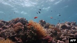 Bagian Great Barrier Reef, terumbu karang luas di lepas pantai timur laut Australia, yang rusak, 14 Oktober 2020. (Photo by Andreas DIETZEL / ARC Centre of Excellence for Coral Reef Studies / AFP)