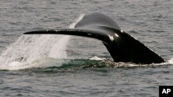 In this April 10, 2008, file photo, a North Atlantic right whale dives in Cape Cod Bay near Provincetown, Massachusetts. (AP Photo/Stephan Savoia, File)