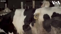 Pháp: Bò bị gắn thiết bị thông dò, gà béo phì tại cơ sở nghiên cứu