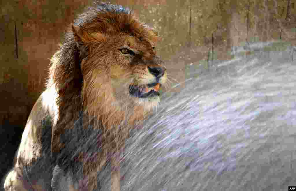 A lion is given a shower to cool down as temperatures rise at a zoological park in the Indian city of Jamshedpur.