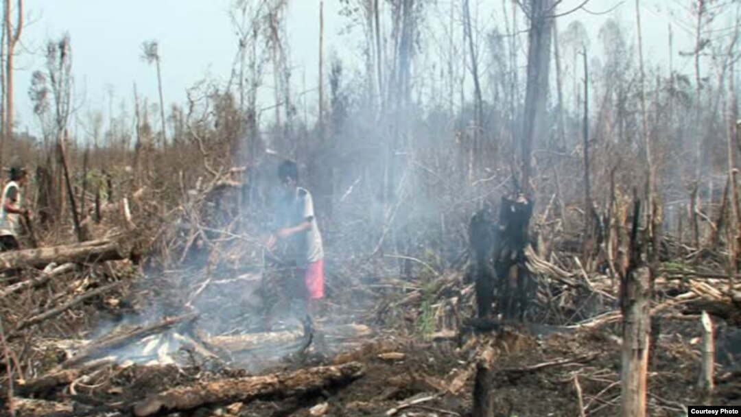 Deforestasi di Indonesia.