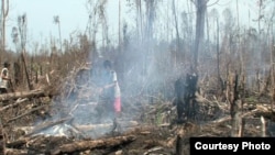 Deforestasi di Indonesia.