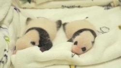 توله پانداهای دوقلوی چینی یک ماهه شدند