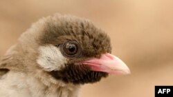 This photo provided by the University of Cambridge and dated 2013 a male Greater Honeyguide is seen in Niassa Special Reserve in Mozambique.