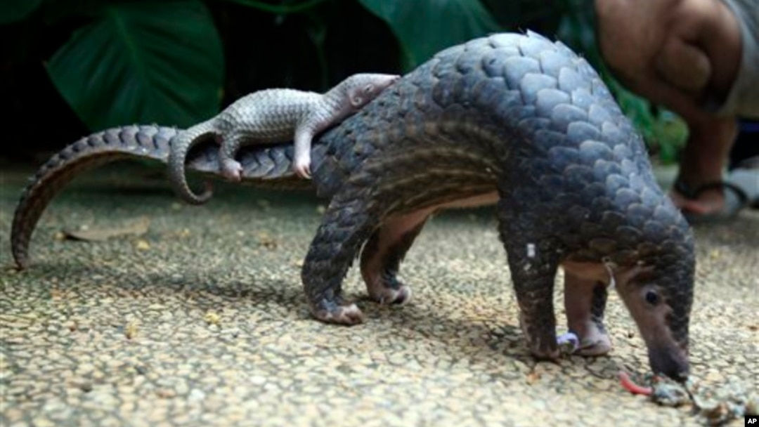 Kamerun memutuskan trenggiling (pangolin) akan dilindungi secara permanen dan menghukum berat yang memperjualbelikannya (foto: ilustrasi). 