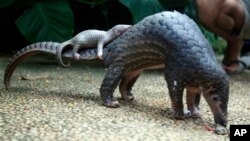 Kamerun memutuskan trenggiling (pangolin) akan dilindungi secara permanen dan menghukum berat yang memperjualbelikannya (foto: ilustrasi). 