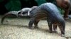 Pangolin carrying its young. Scaly anteaters called endangered by conservation groups. 