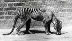Unlocking Secrets of Extinct Canine-Looking Tiger