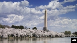 The Washington Monument appears in the distance behind the array of gorgeous trees during the city’s annual Cherry Blossom Festival.
