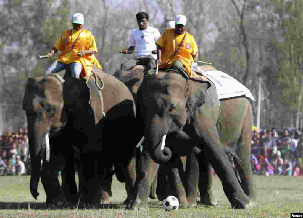 نیپال میں ہاتھی کھیل کے میدان میں